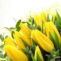 Лимончелло (51 тюльпан)