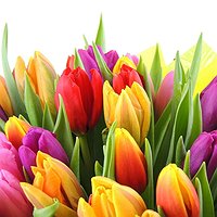 Карнавал (51 тюльпан)