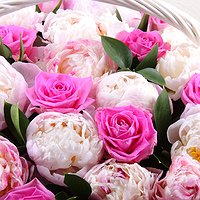 Облако пионов (51 пион)